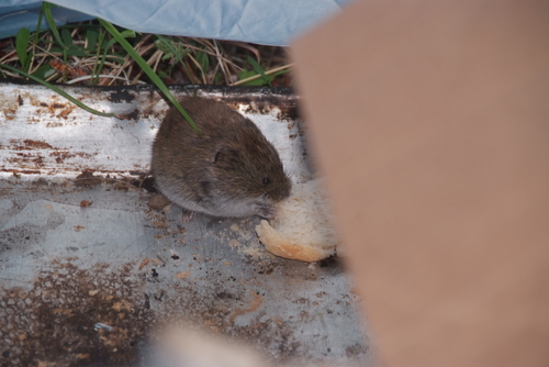 Middendorff's Vole (Alexandromys middendorffii) — Least Concern Mammalia