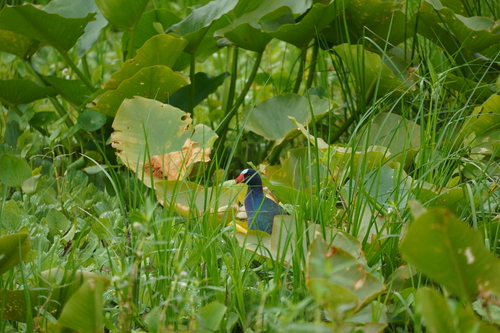 iNaturalist image