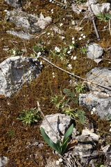Androsace lactiflora, photograph (c) Oleg Kosterin, some rights reserved (CC BY)