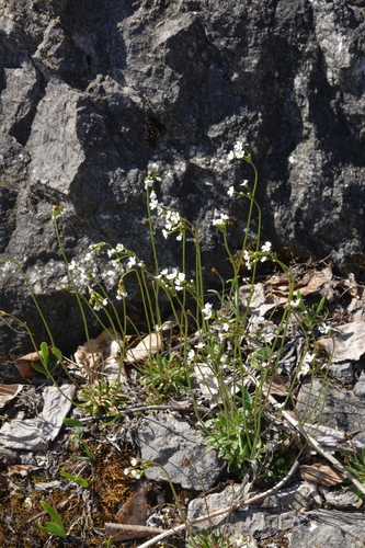 Androsace lactiflora, photograph 2