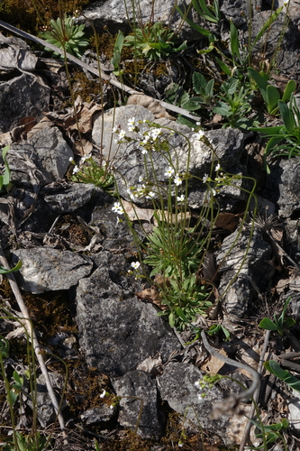 Androsace lactiflora, photograph 3