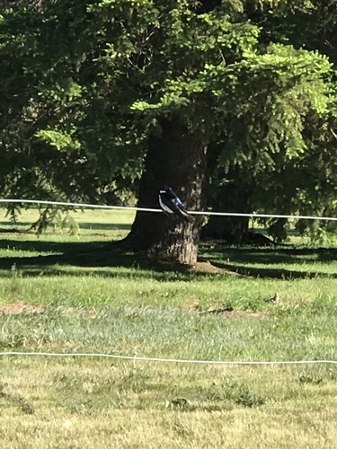 Tree Swallow