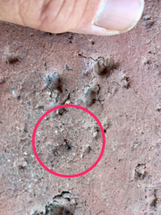 Myrmecocystus mimicus