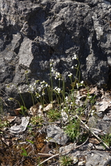 Androsace lactiflora, photograph (c) Oleg Kosterin, some rights reserved (CC BY)