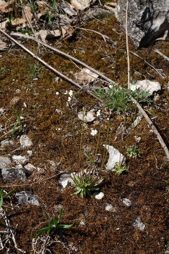 Androsace lactiflora, photograph 6