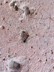 Myrmecocystus mimicus