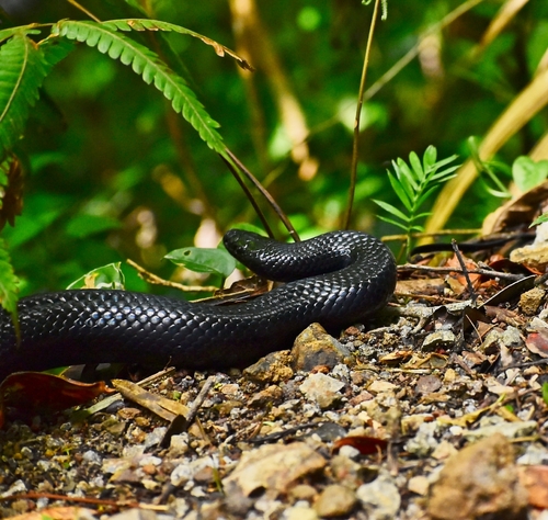 South American Milksnake
