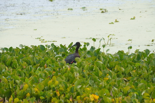 iNaturalist image