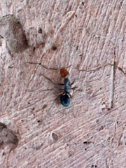 Myrmecocystus mimicus