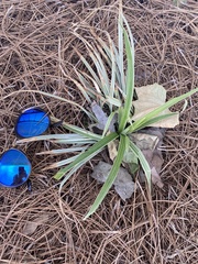 Chlorophytum comosum