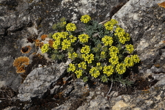 Alyssum lenense, photograph (c) Oleg Kosterin, some rights reserved (CC BY)