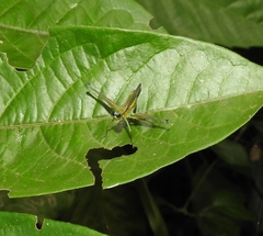 Eumastax