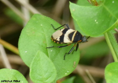 Largus fasciatus