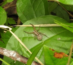 Neoctenus