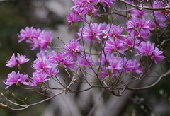 Rhododendron dilatatum dilatatum
