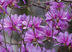 Rhododendron dilatatum dilatatum