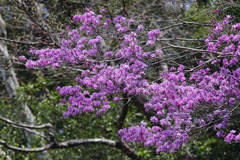 Rhododendron dilatatum dilatatum