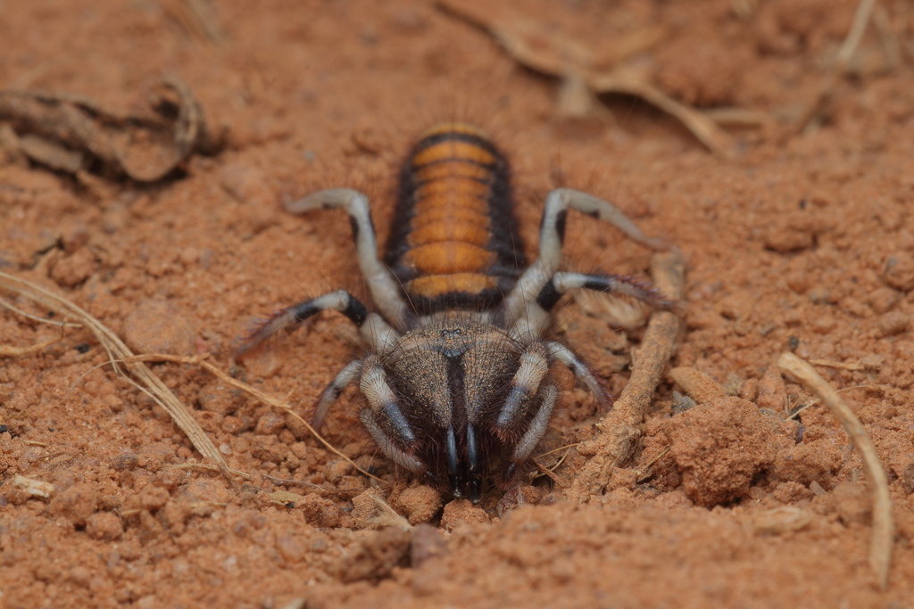 Rhagodima