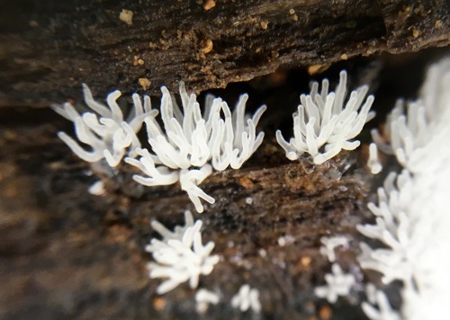 Ceratiomyxa fruticulosa image