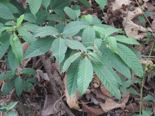 Image of Tabernaemontana alternifolia by (c) Manoj Karingamadathil, some rights reserved (CC BY-SA)
