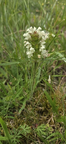 Cut-leaved Selfheal