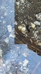 Salamandra salamandra