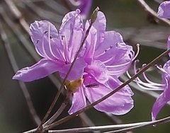 Rhododendron dilatatum dilatatum