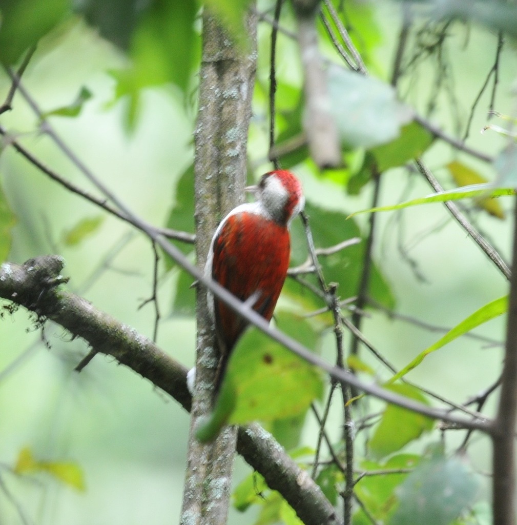 Carpintero Escarlata, Veniliornis callonotus