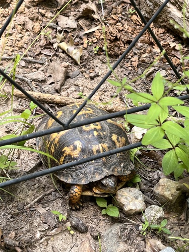 カロリナハコガメ