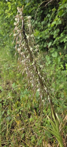 Lizard Orchid