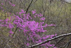 Rhododendron dilatatum dilatatum