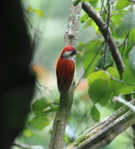 Veniliornis callonotus image