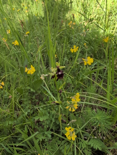 Fly Orchid