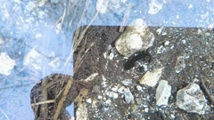 Salamandra salamandra