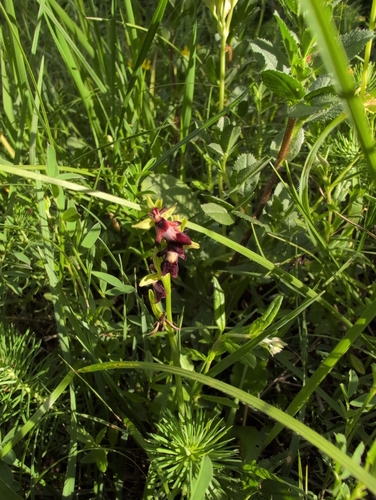 Fly Orchid
