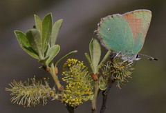 Callophrys dumetorum