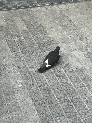 Feral Pigeon