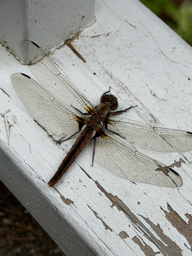 Chalk-fronted Corporal