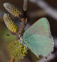 Callophrys dumetorum