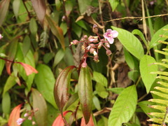 Centradenia floribunda, photograph (c) Alexis López Hernández, some rights reserved (CC BY)