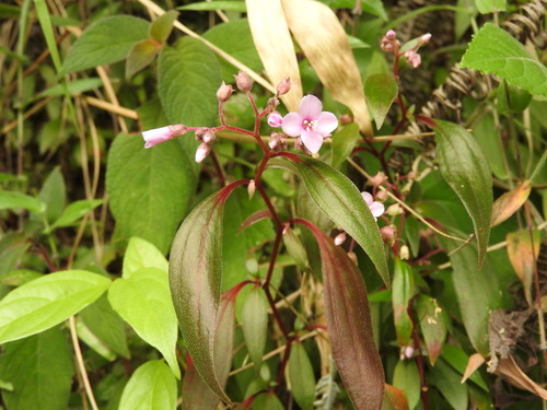 Centradenia floribunda, photograph 2