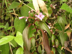 Centradenia floribunda, photograph (c) Alexis López Hernández, some rights reserved (CC BY)