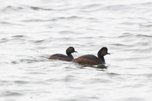iNaturalist image