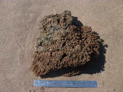 Clathria prolifera