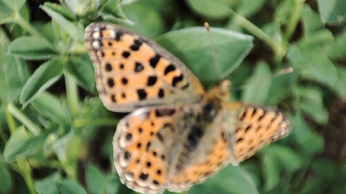 Queen of Spain Fritillary