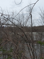 Celastrus orbiculatus