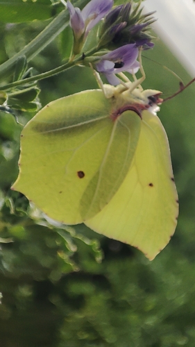 Common Brimstone