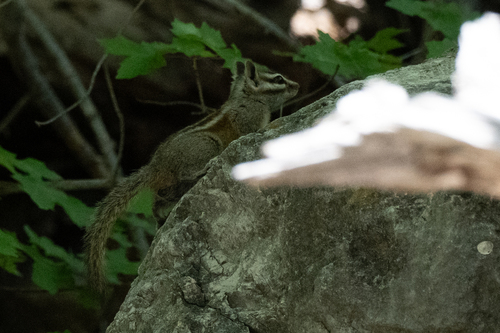 Gray-footed Chipmunk observed by colorblindbirder