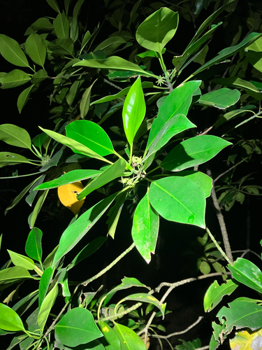 Bruguiera cylindrica, photograph 2