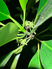 Columnar Mangrove (Bruguiera cylindrica)